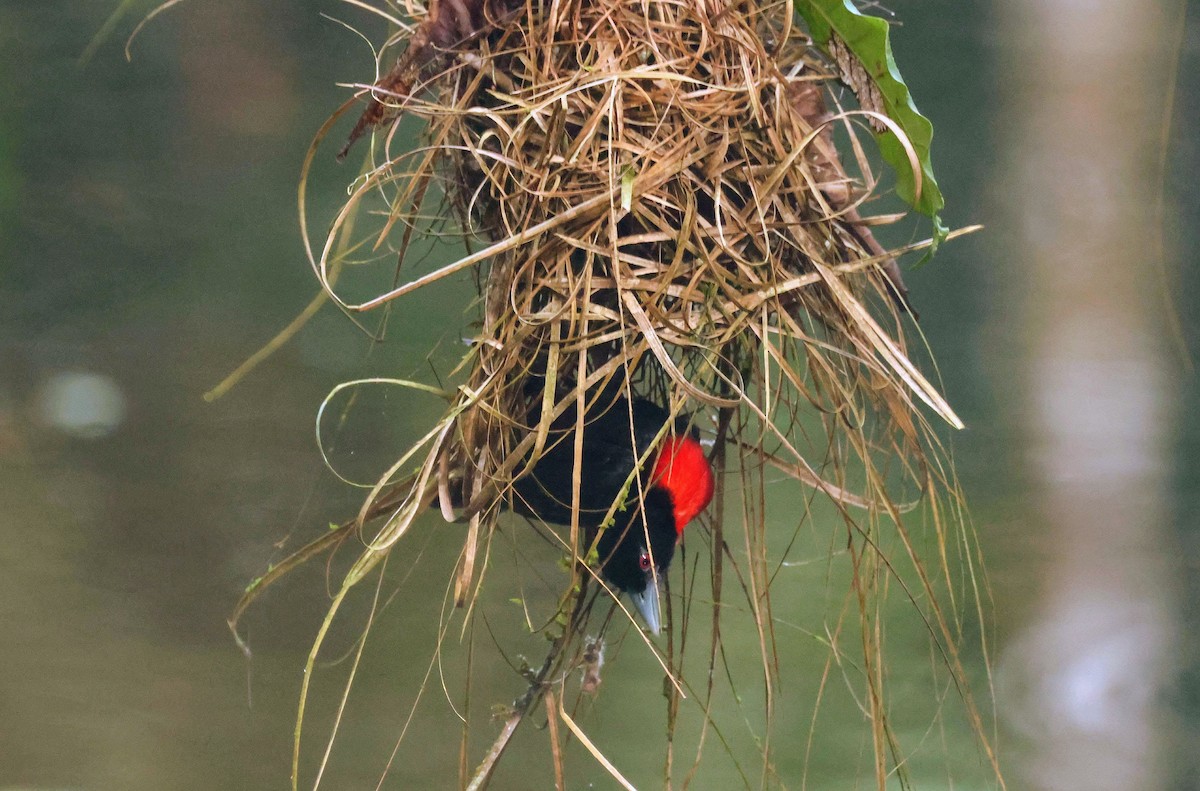 Blue-billed Malimbe - ML646679281