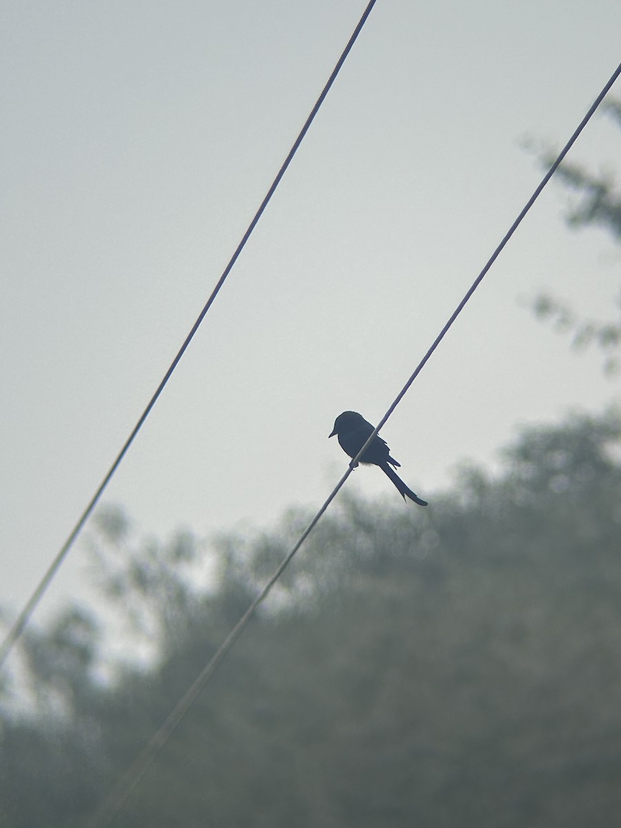 Black Drongo - ML646679284