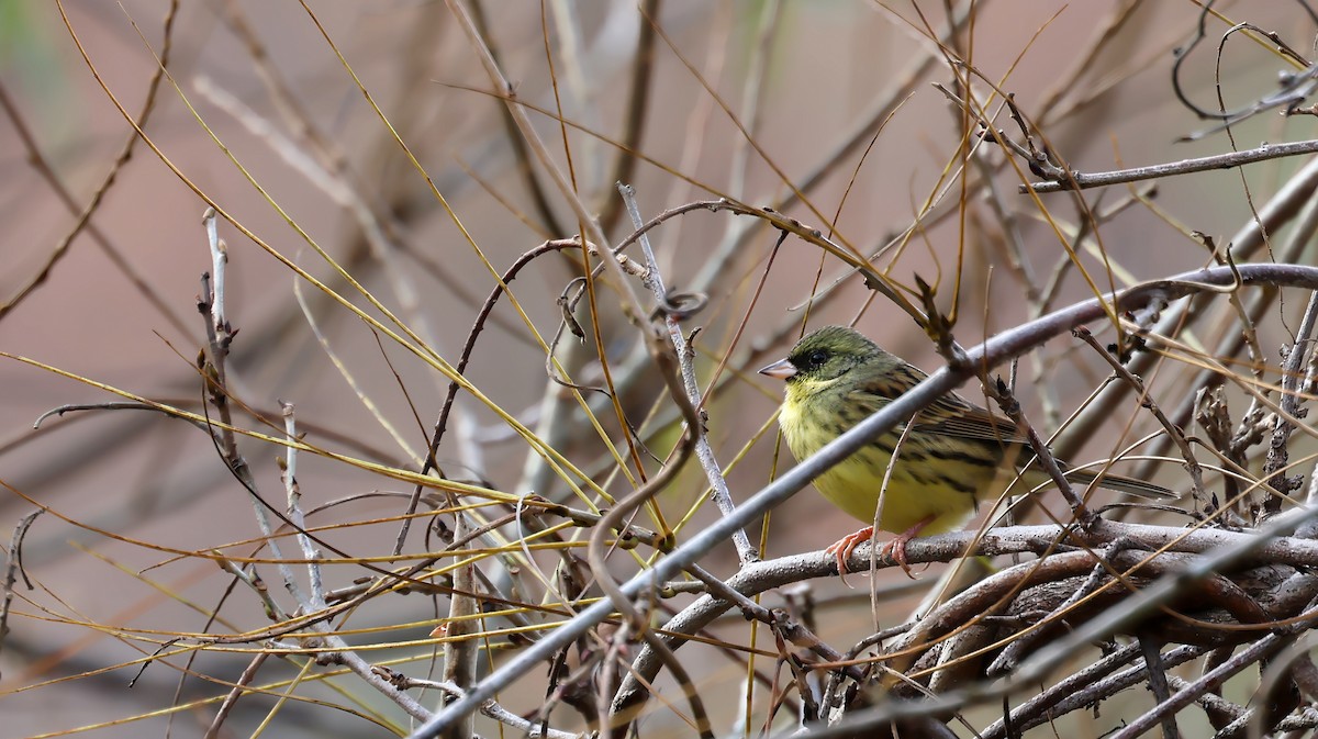 Masked Bunting - ML646679287