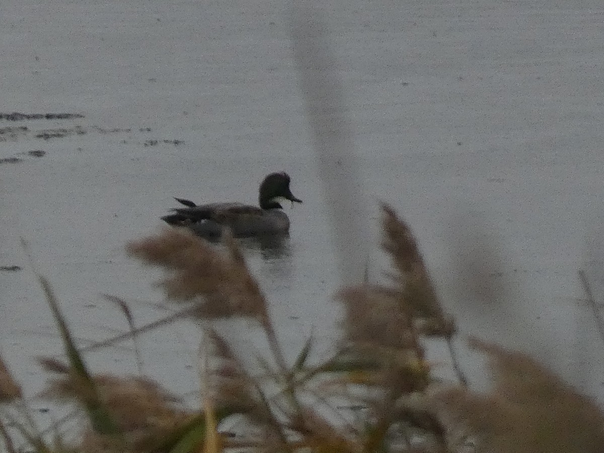 ヨシガモ - ML646679288