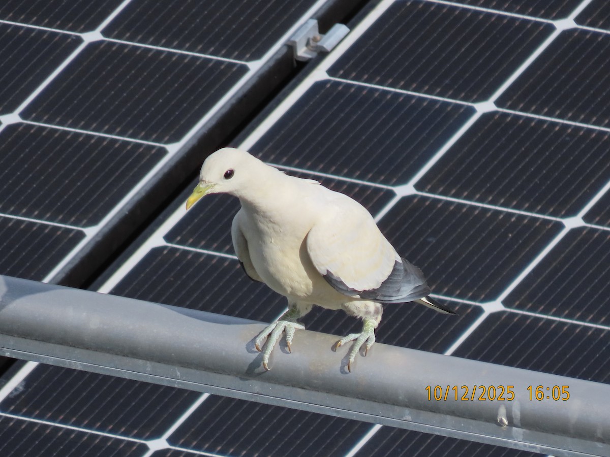 Пегий плодовый голубь - ML646679289