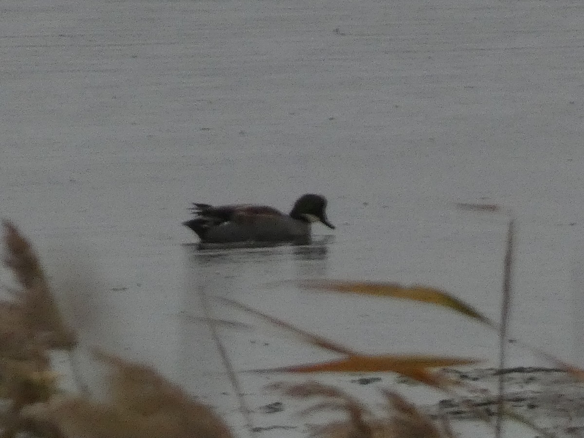 ヨシガモ - ML646679291