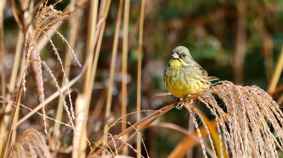 Masked Bunting - ML646679292