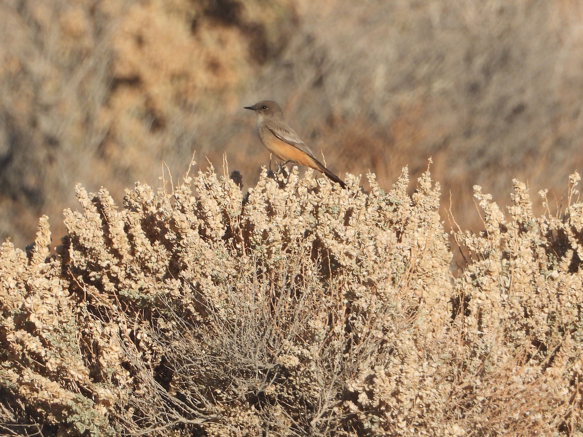 Say's Phoebe - ML646679293