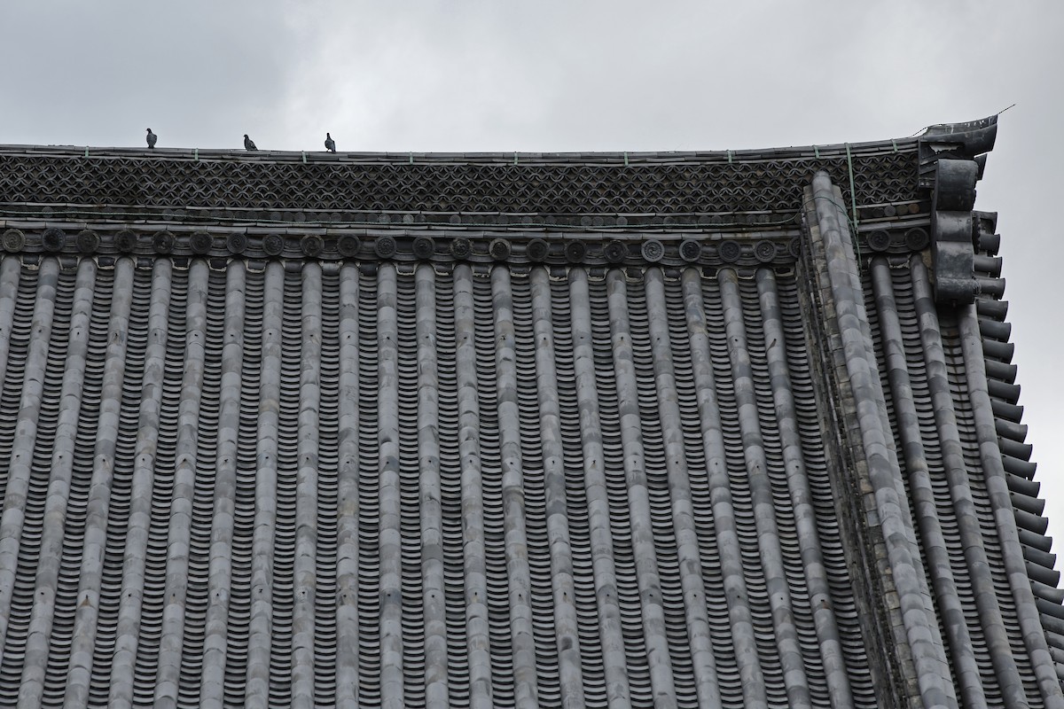 Rock Pigeon (Feral Pigeon) - ML646679294