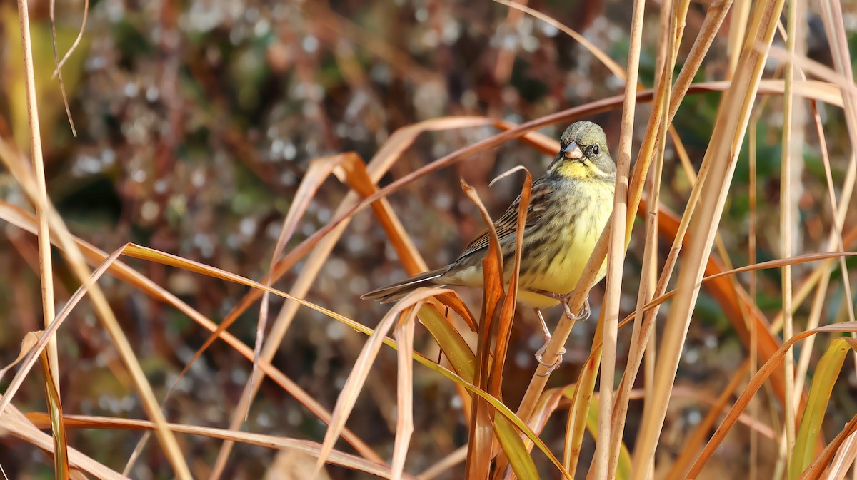 Masked Bunting - ML646679296