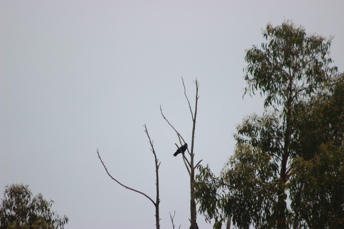 ミナミコワタリガラス - ML646679297