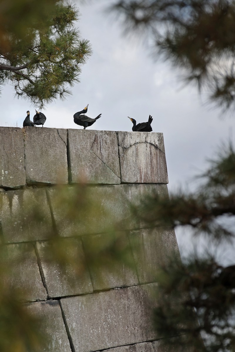 Great Cormorant - ML646679298