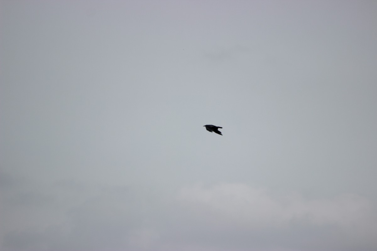 ミナミコワタリガラス - ML646679300