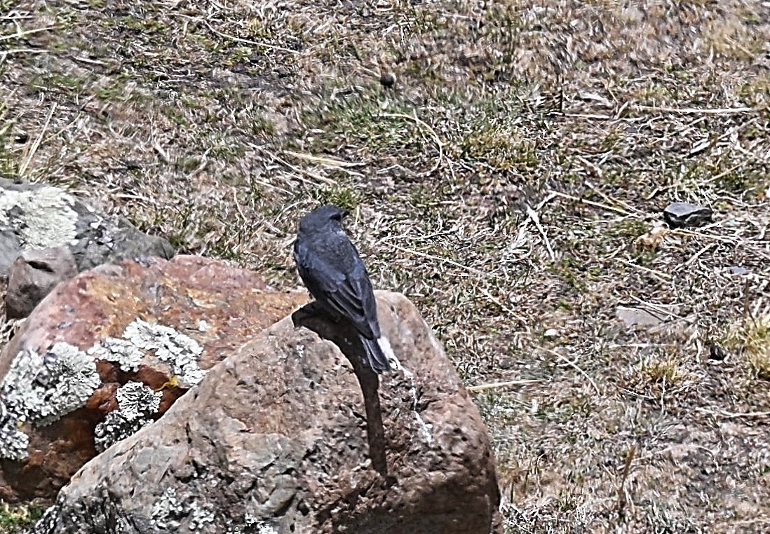 Plumbeous Sierra Finch - ML646679302