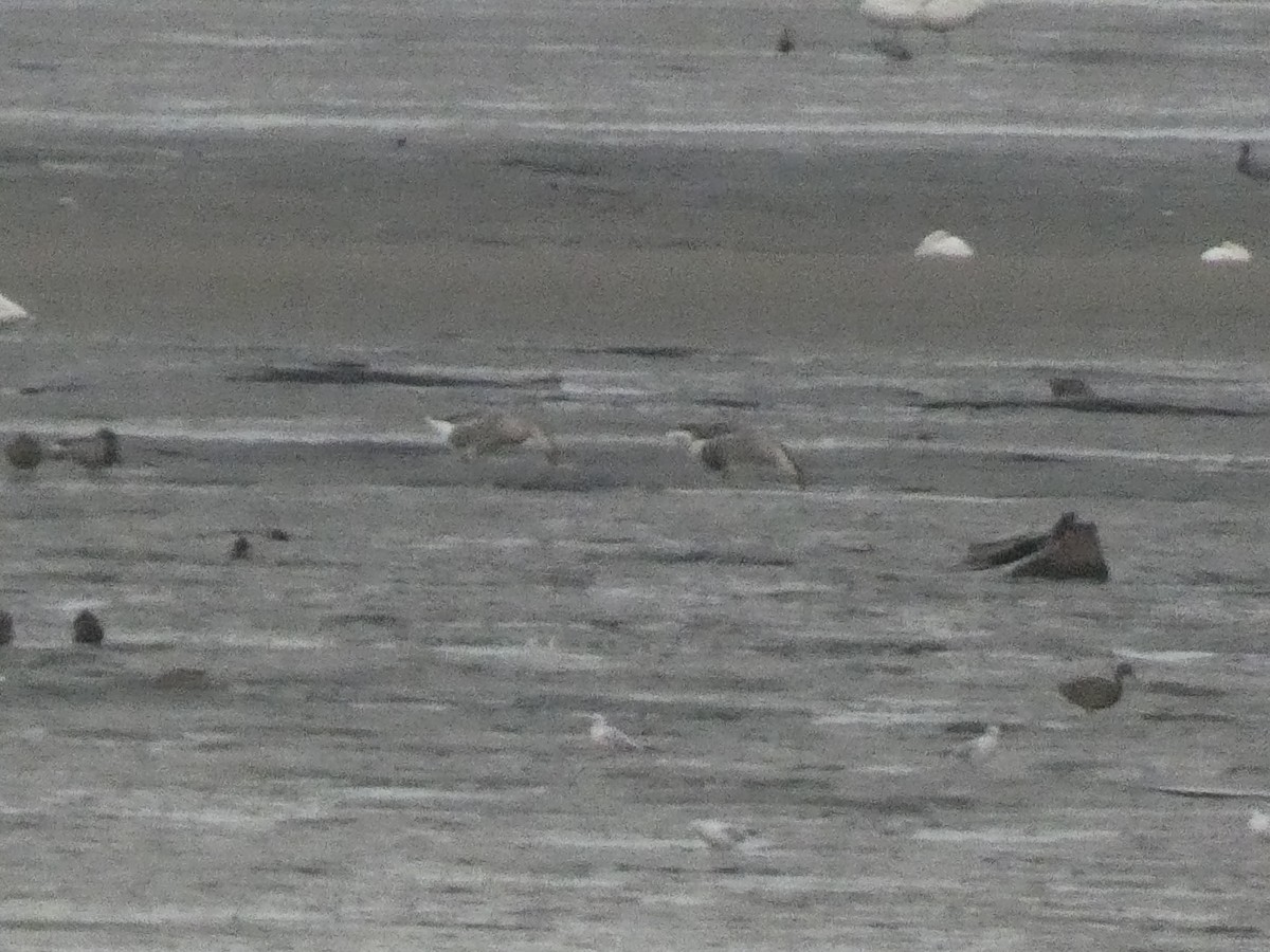 husa labutí - ML646679304