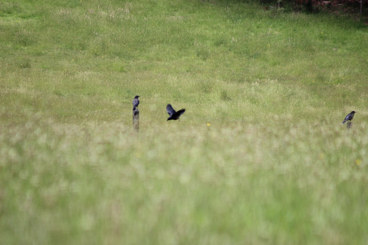 ミナミコワタリガラス - ML646679308