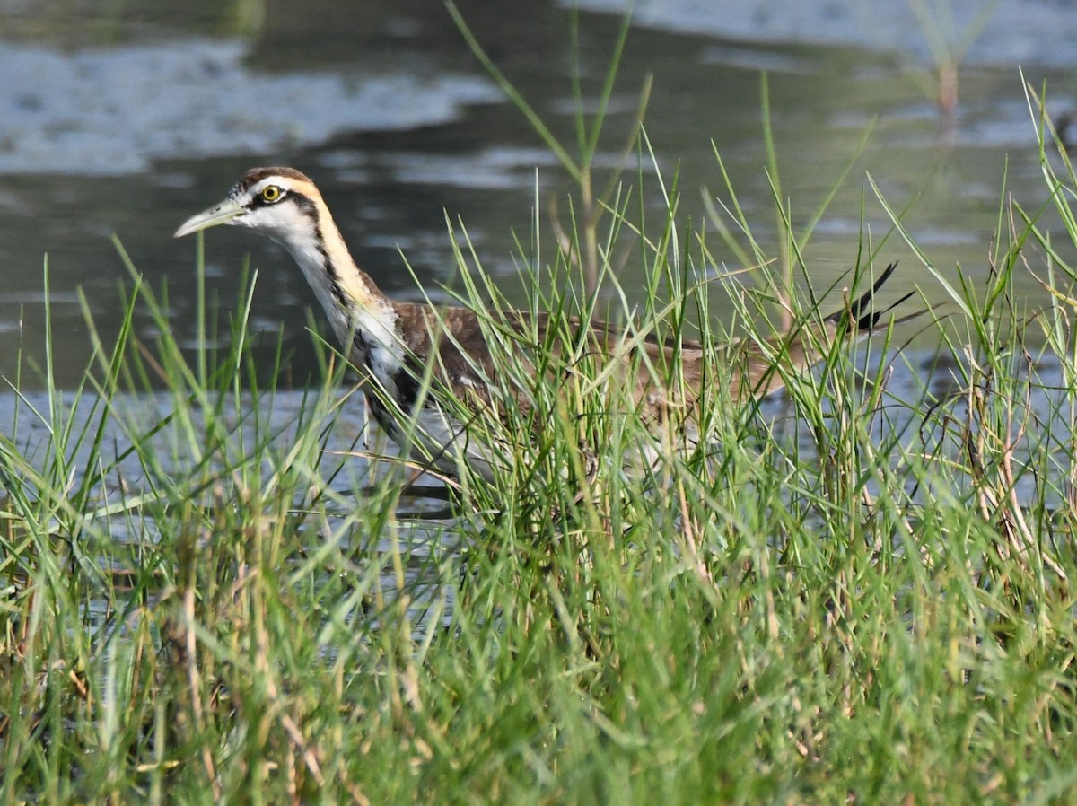 Pheasant-tailed Jacana - ML646679309