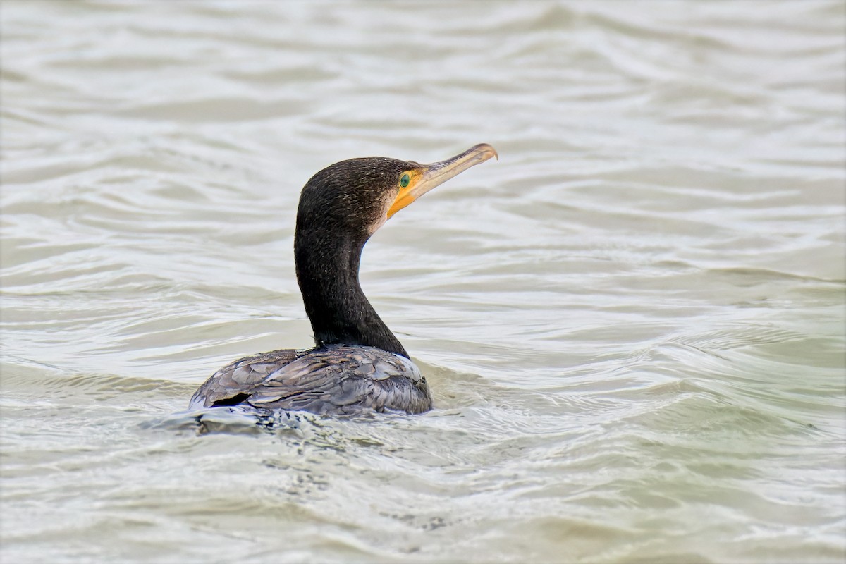 Great Cormorant (Australasian) - ML646679310