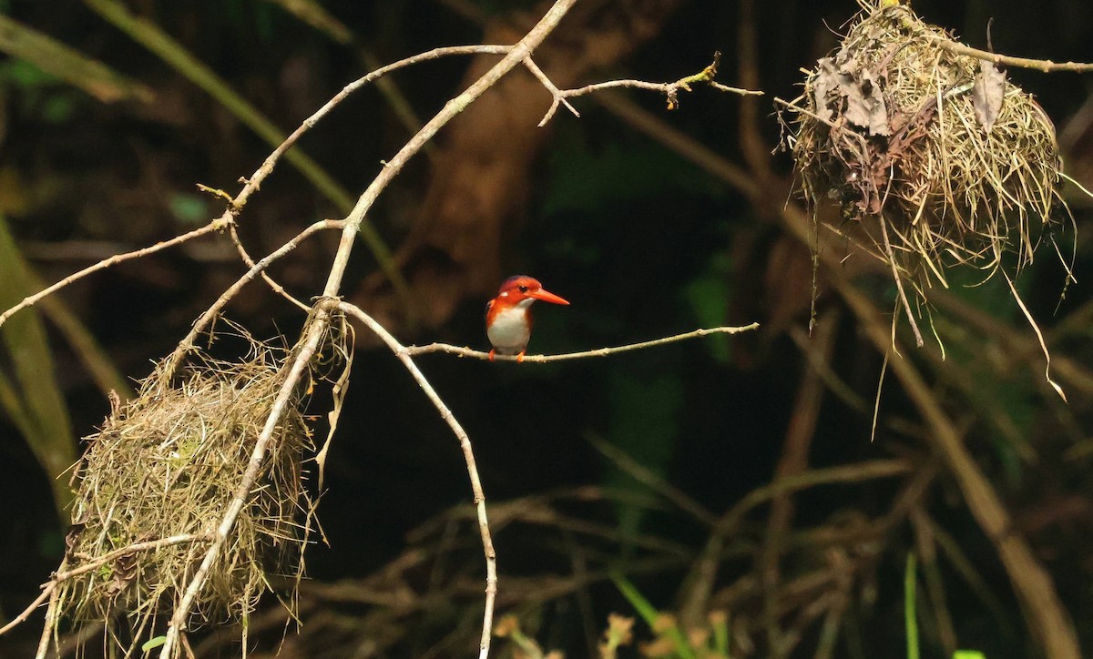 White-bellied Kingfisher - ML646679311