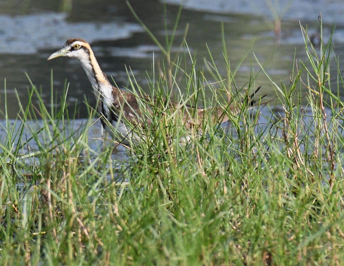 Pheasant-tailed Jacana - ML646679312