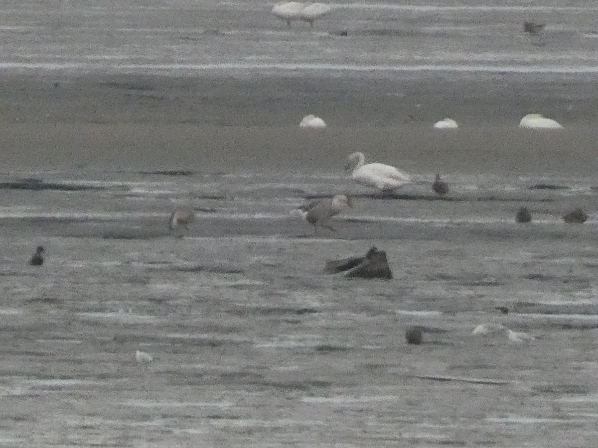 husa labutí - ML646679313