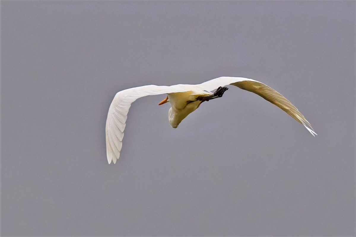 Great Egret (modesta) - ML646679314