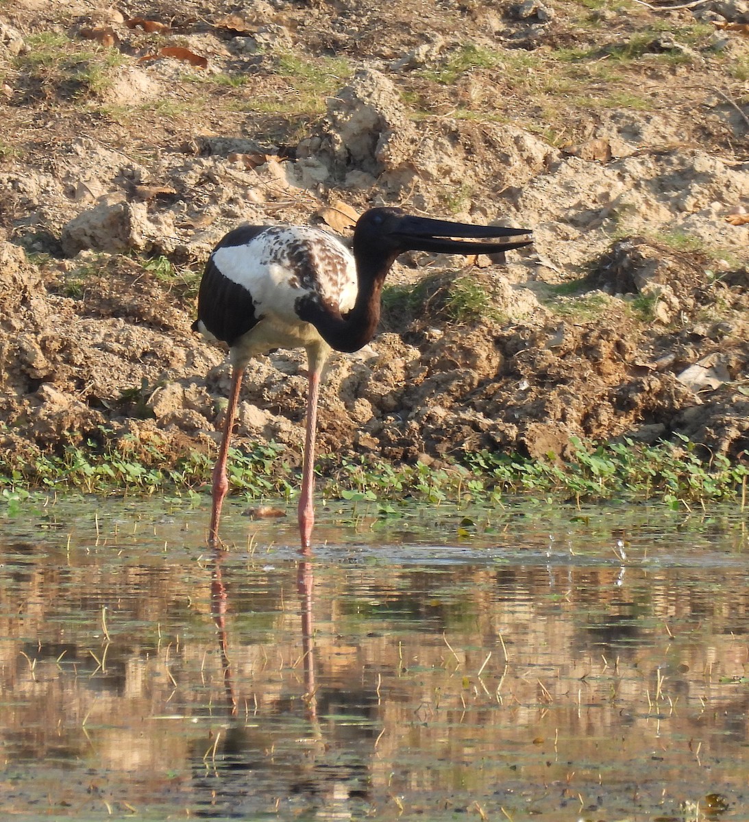 セイタカコウ - ML646679315