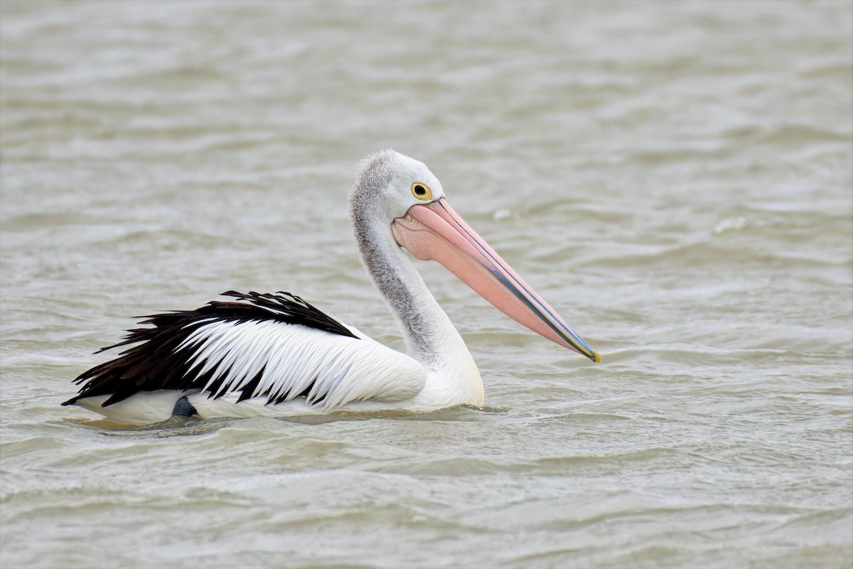 Australian Pelican - ML646679318