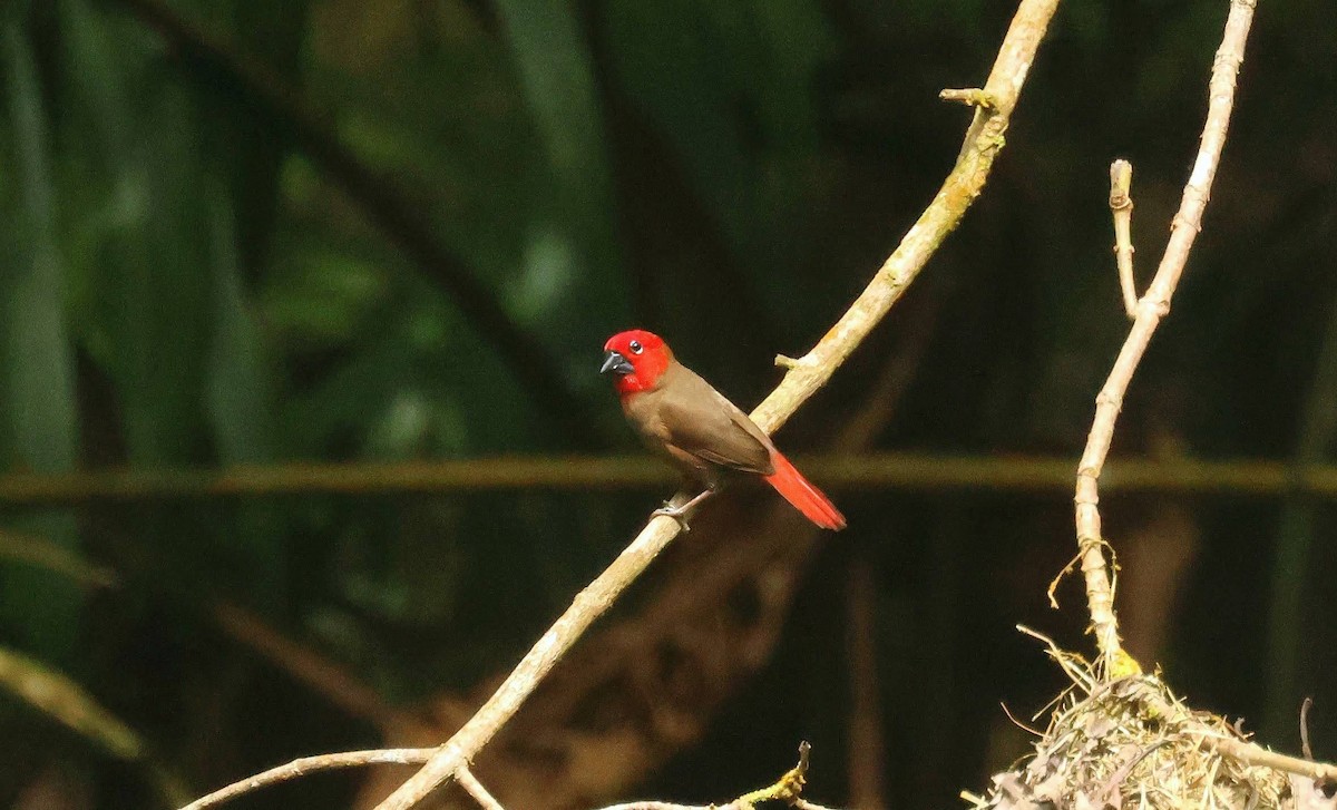 Black-bellied Seedcracker - ML646679319