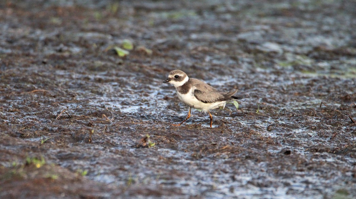 Common Ringed Plover - ML646679326