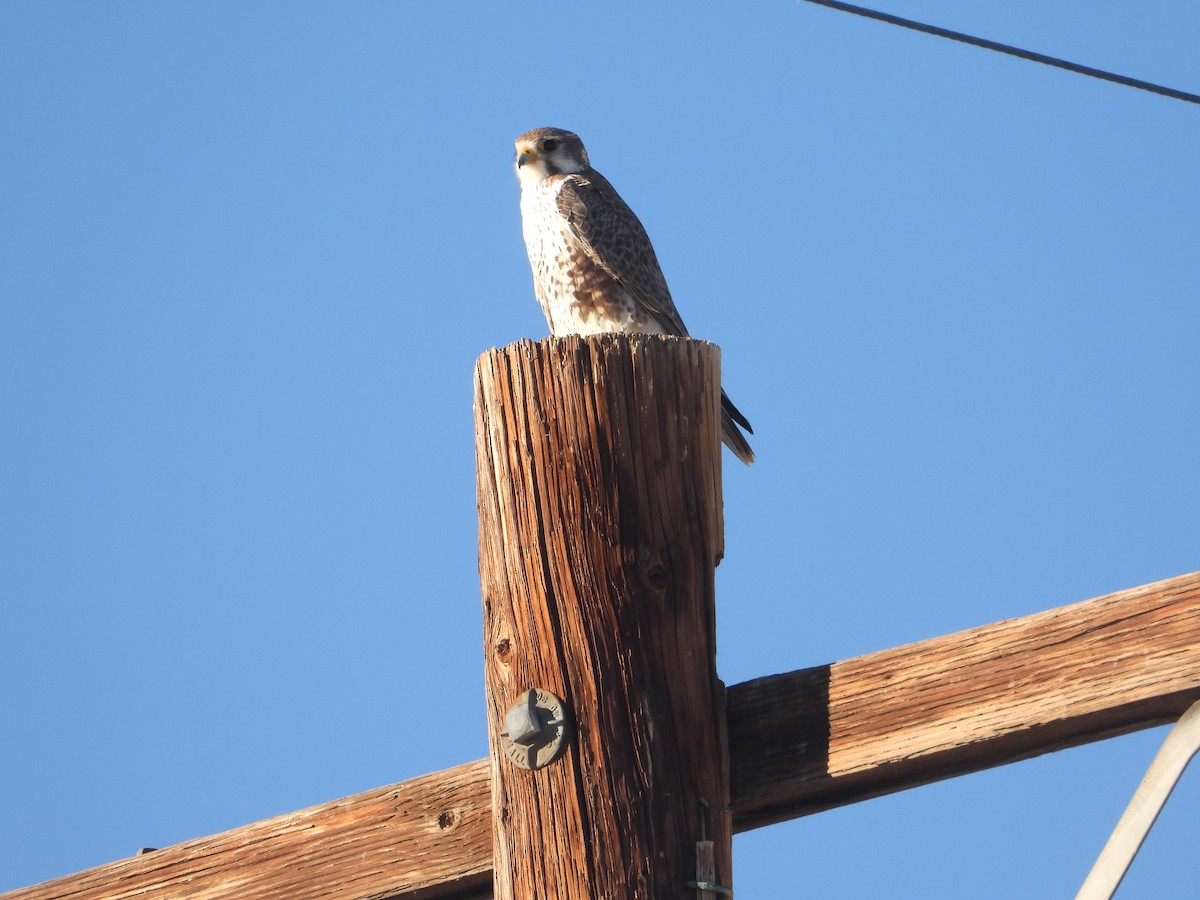 raroh prériový - ML646679327