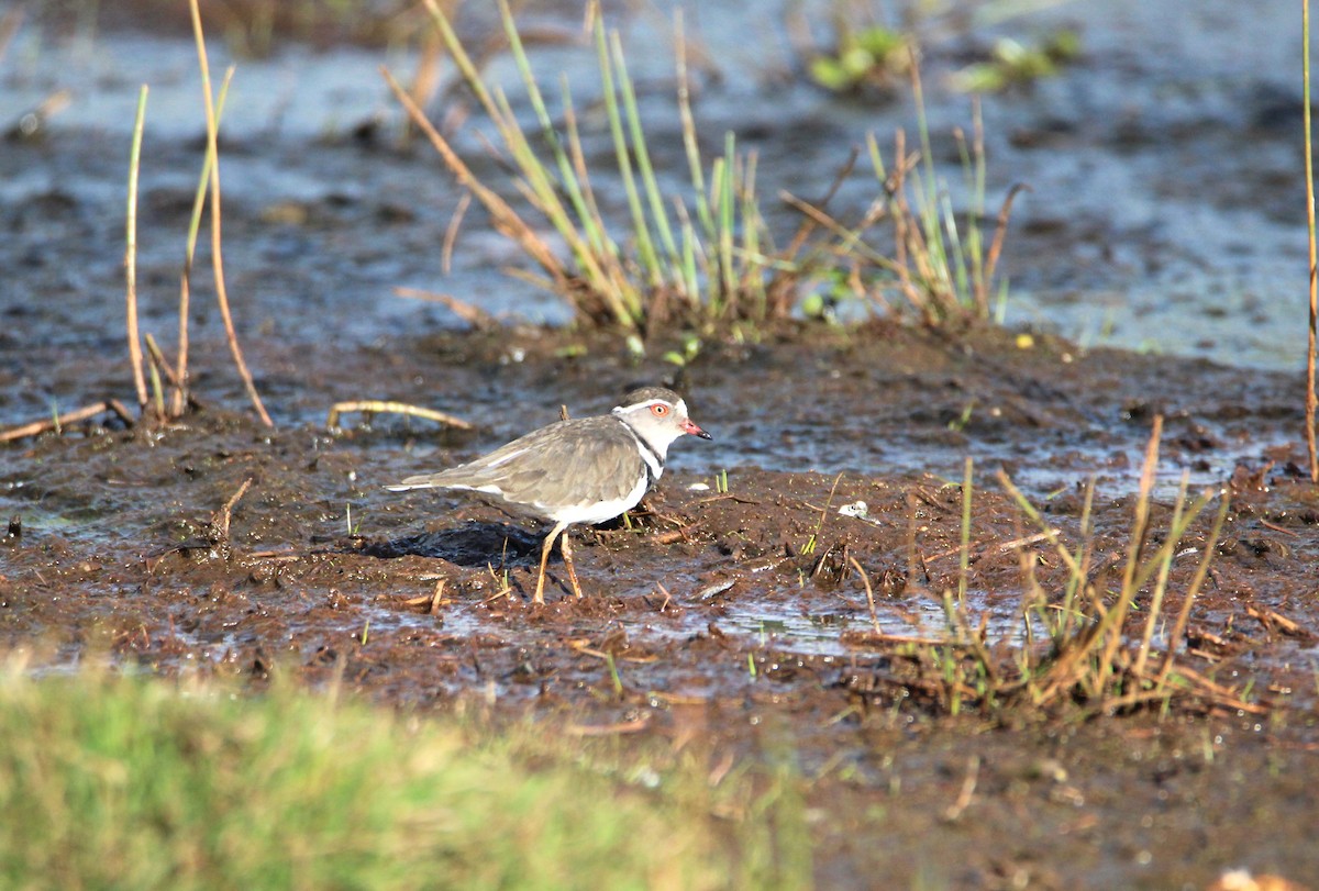Pluvier à triple collier - ML646679336