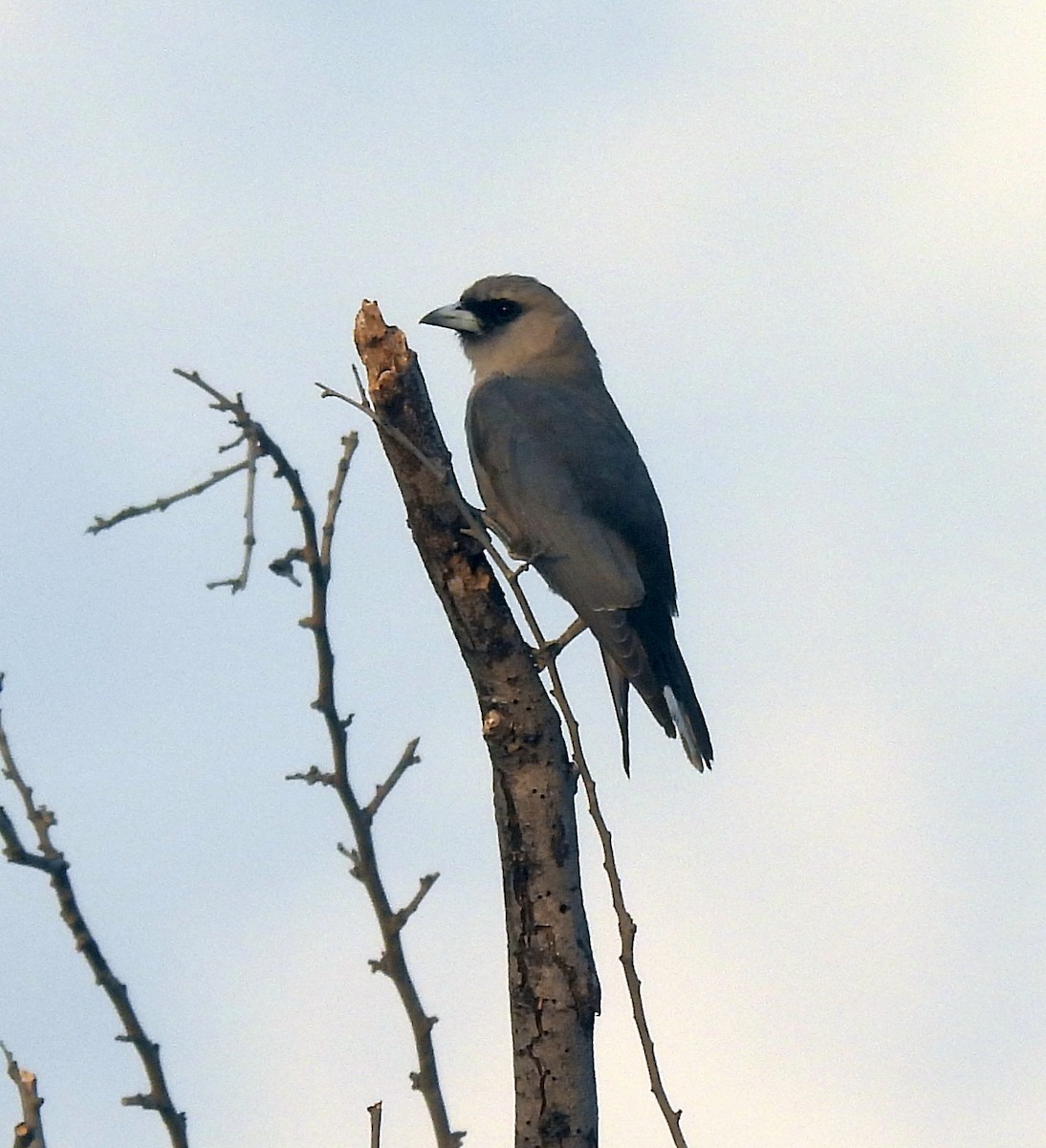 Black-faced Woodswallow - ML646679338