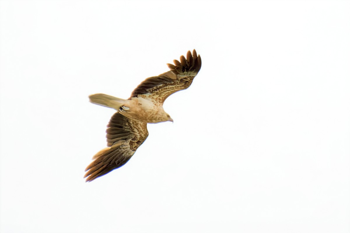 Whistling Kite - ML646679339