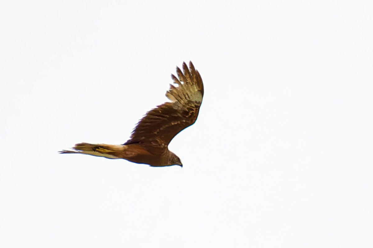 Swamp Harrier - ML646679340