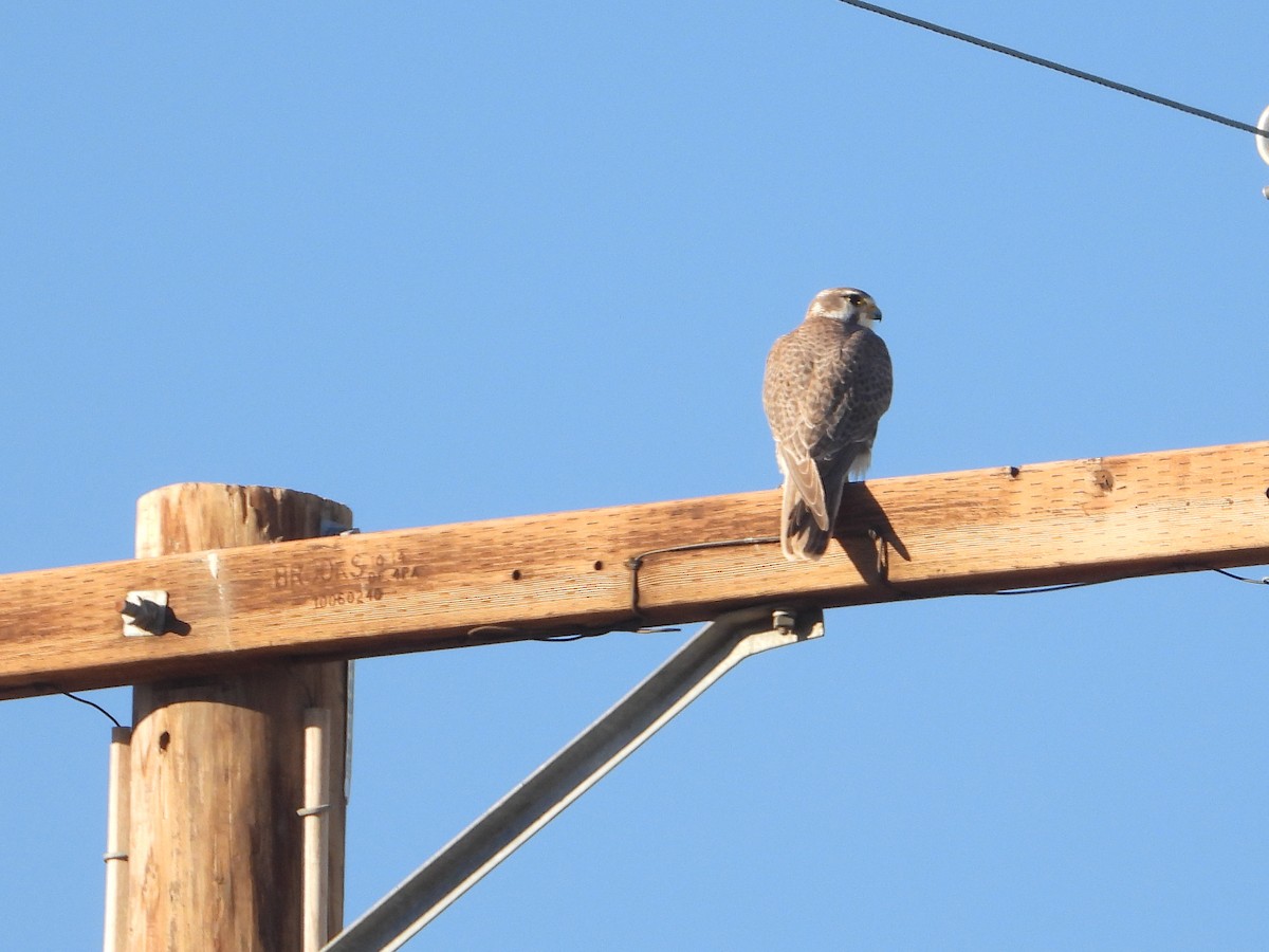 raroh prériový - ML646679341