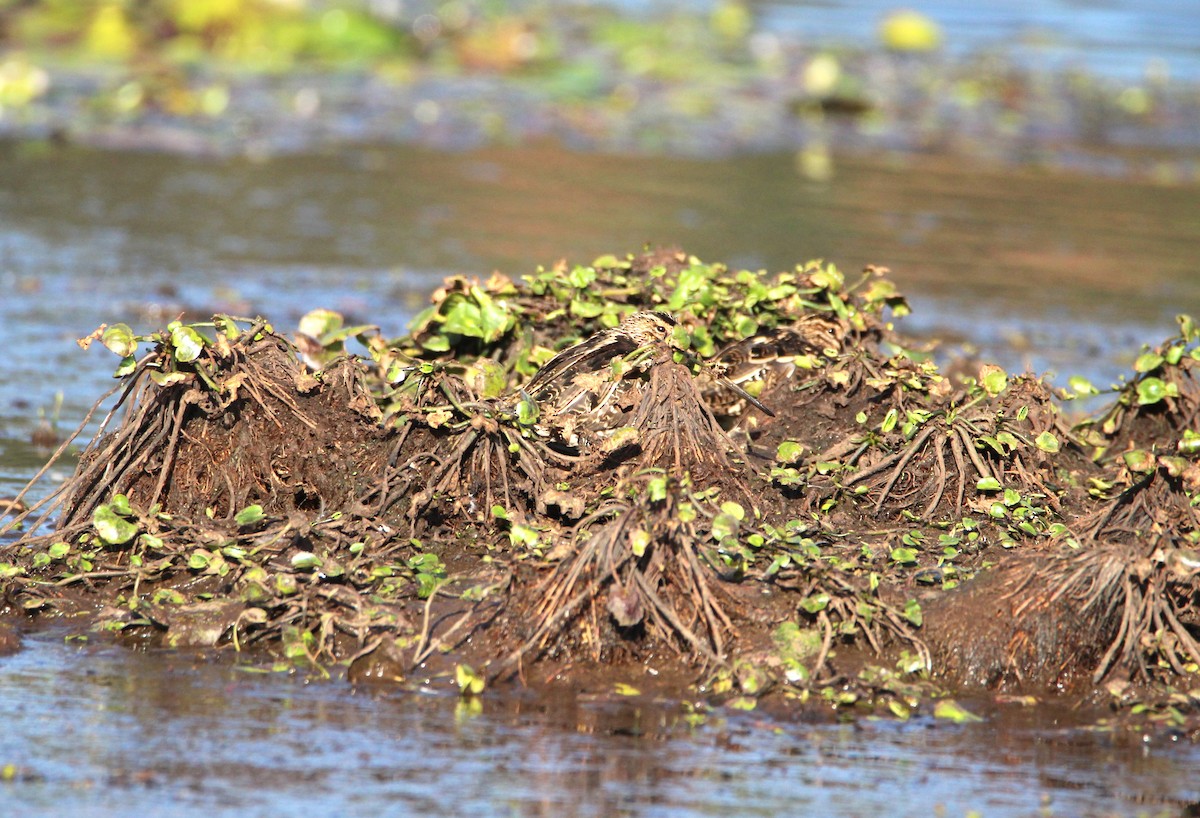 Common Snipe - ML646679342