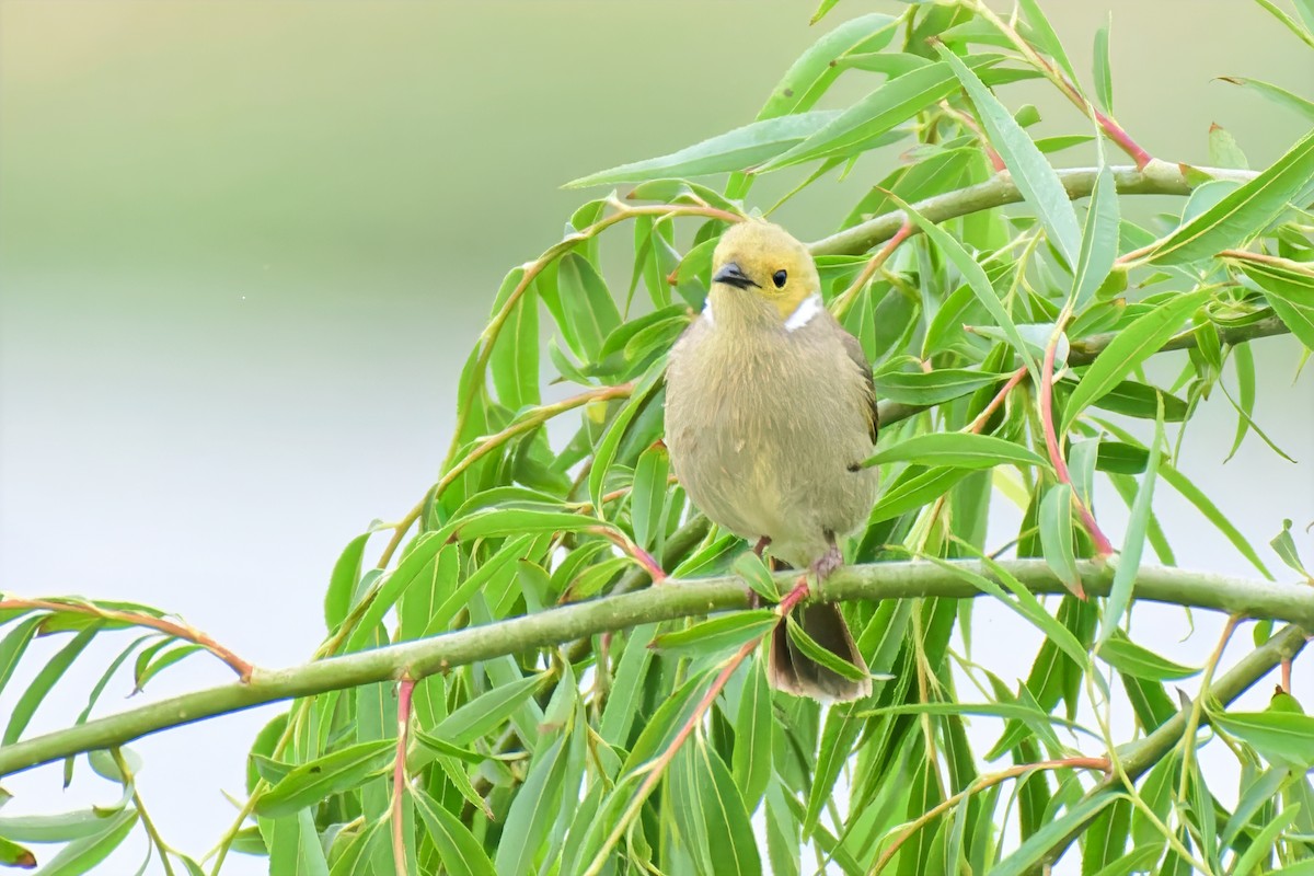 White-plumed Honeyeater - ML646679346