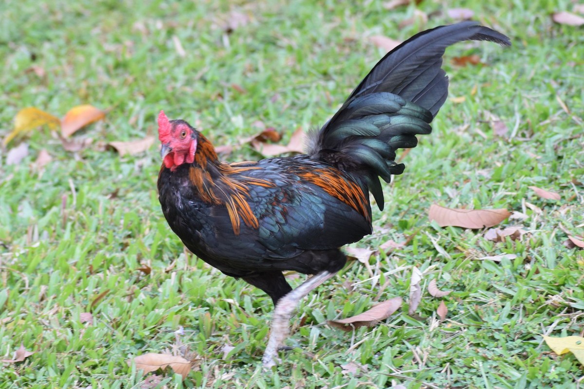 Red Junglefowl (Domestic type) - ML646679348