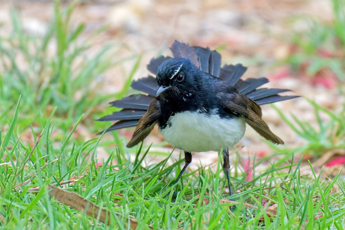 Willie-wagtail - ML646679349