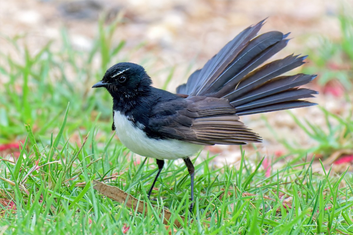 Willie-wagtail - ML646679350