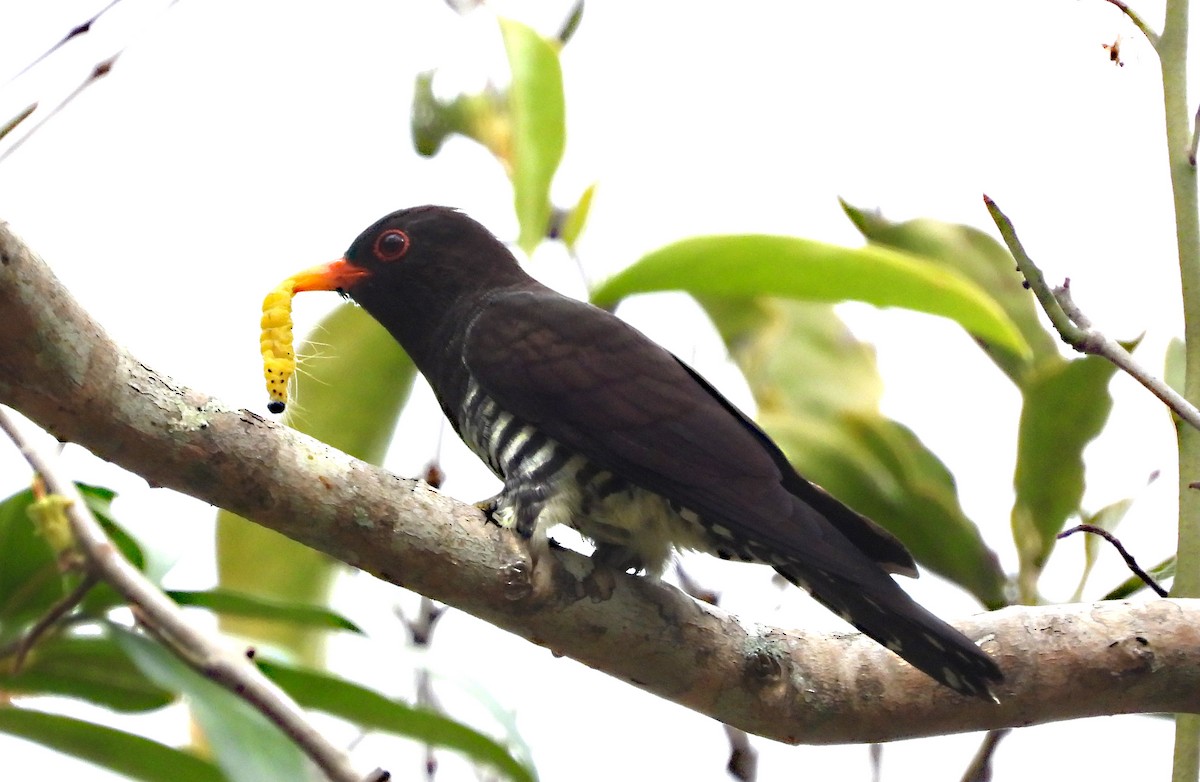 Violet Cuckoo - ML646679353