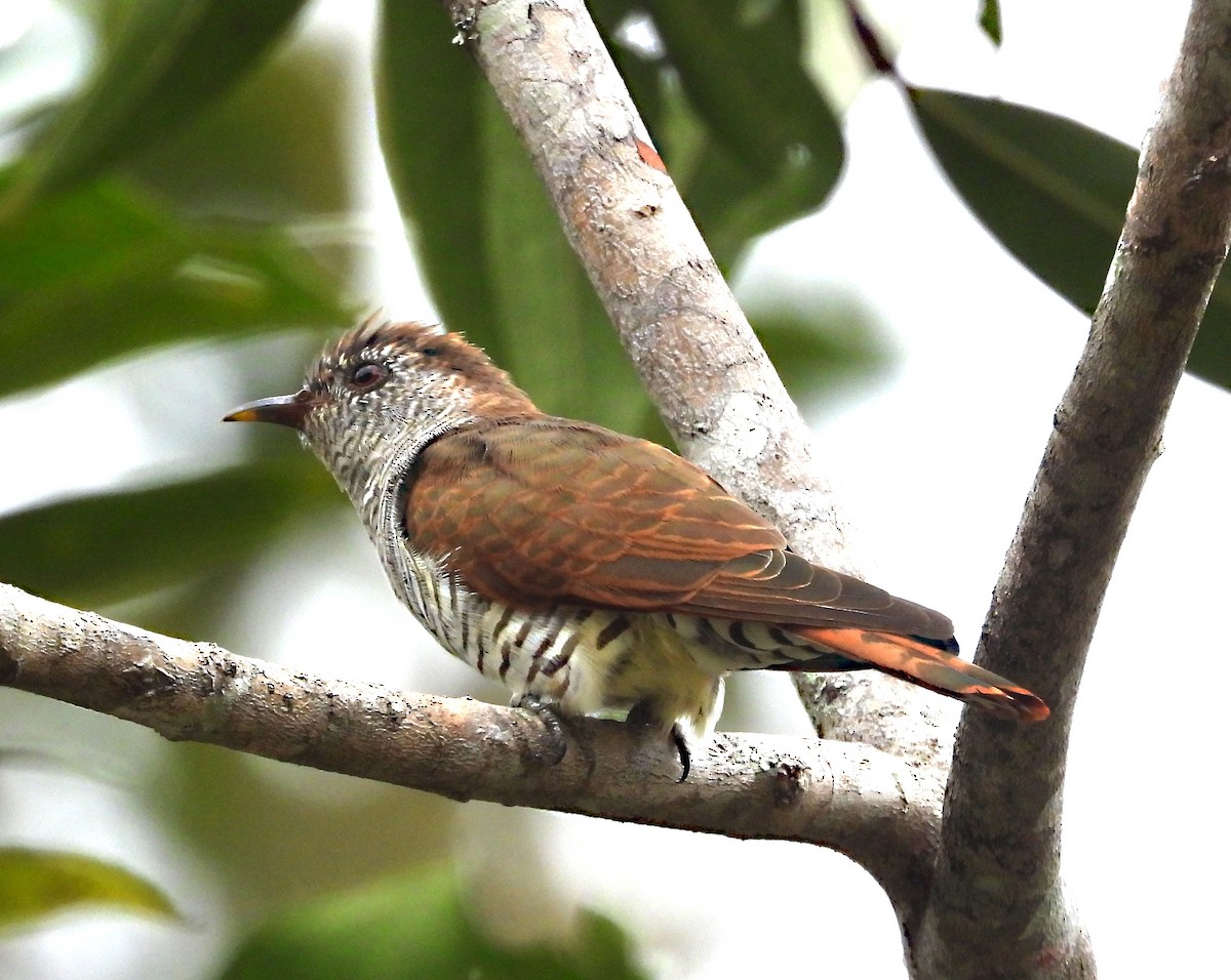 Violet Cuckoo - ML646679354