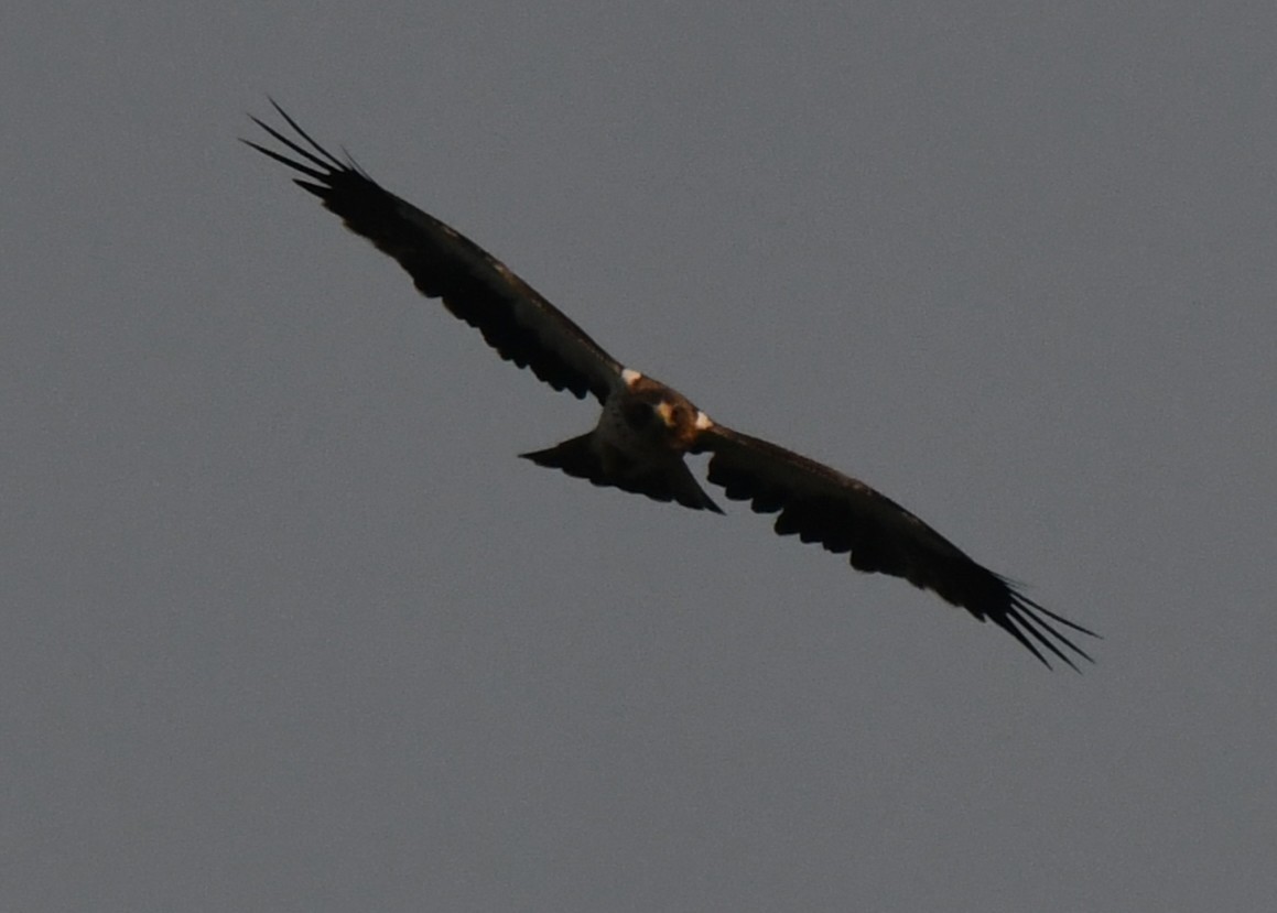 靴隼鵰 - ML646679355