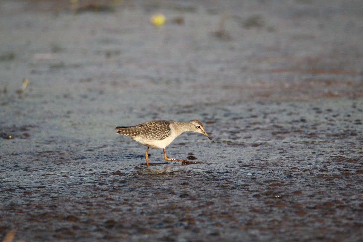 Wood Sandpiper - ML646679356