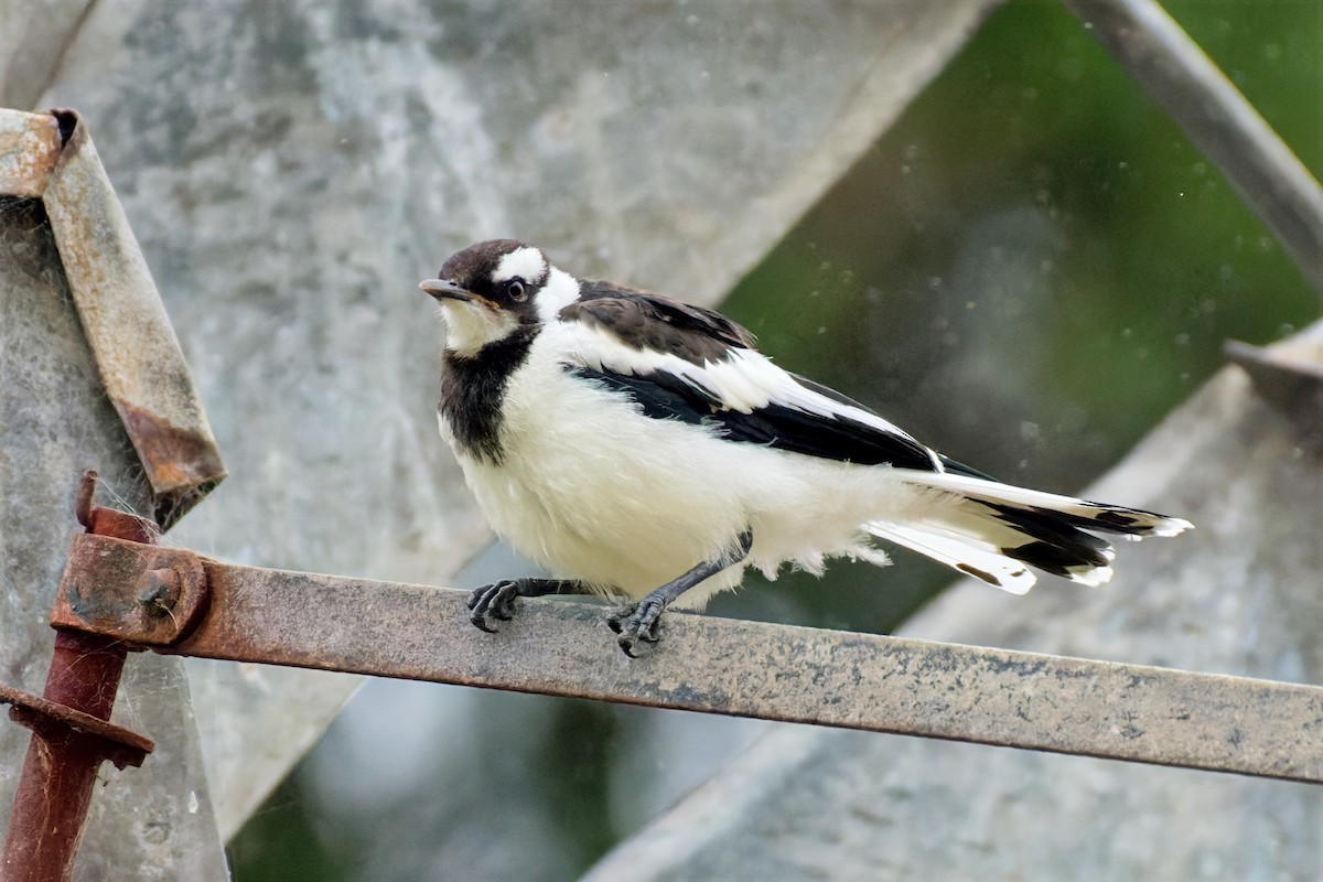 Magpie-lark - ML646679357