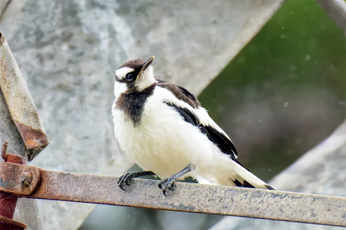 Magpie-lark - ML646679358