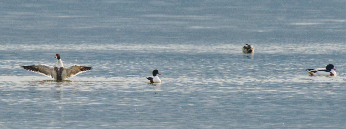 Brandgans - ML646679360