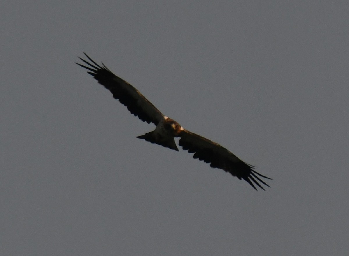 靴隼鵰 - ML646679362