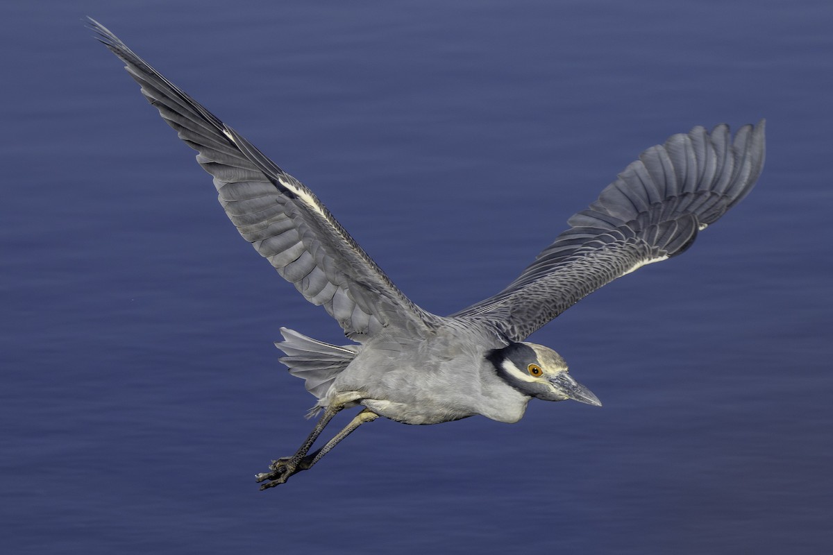 Yellow-crowned Night Heron - ML646679363