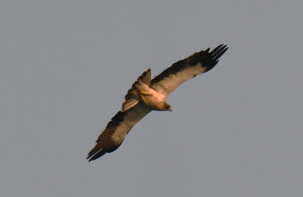 靴隼鵰 - ML646679365