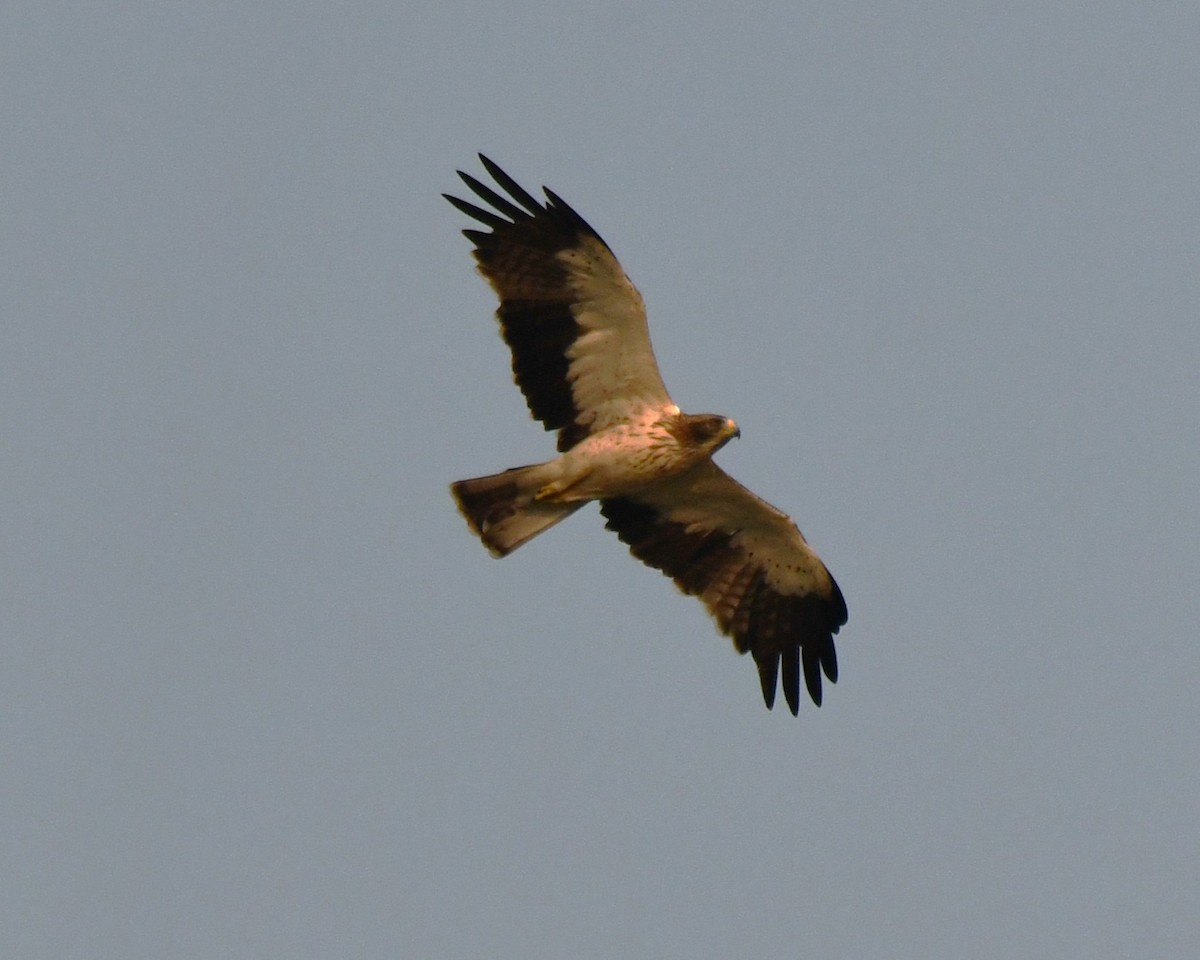 靴隼鵰 - ML646679368