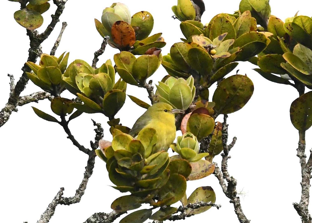 Анианиау - ML646679370