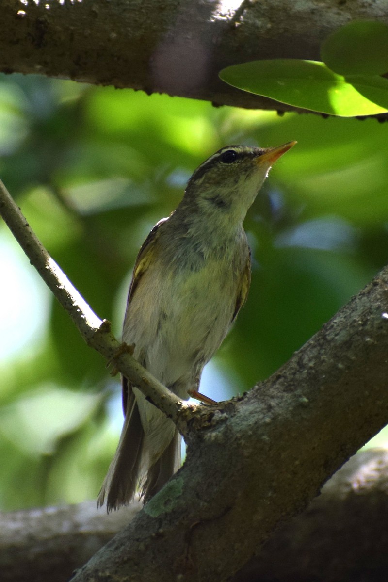 Arctic Warbler - ML646679371